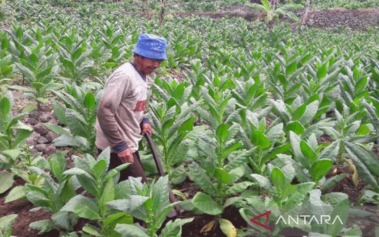 APTI: Larangan Jual Rokok Batangan Beratkan Pengusaha Tembakau