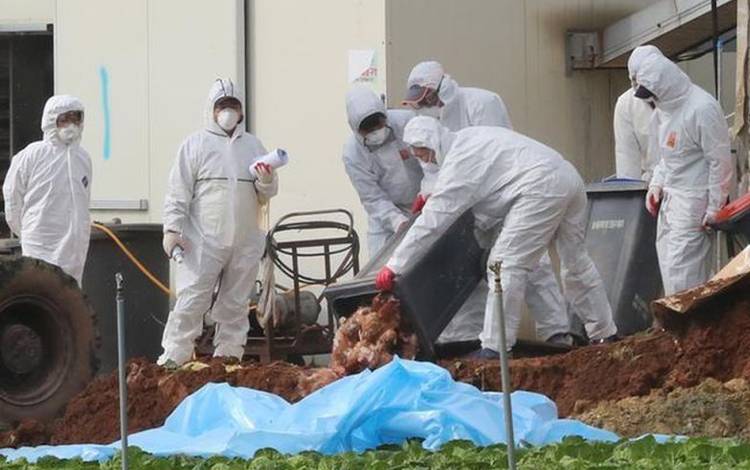Korsel Temukan Kasus Baru Flu Burung di Peternakan Bebek