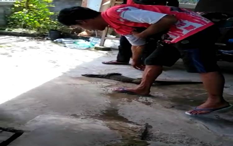 Predator Liar di Pekarangan Gegerkan Penghuni Rumah