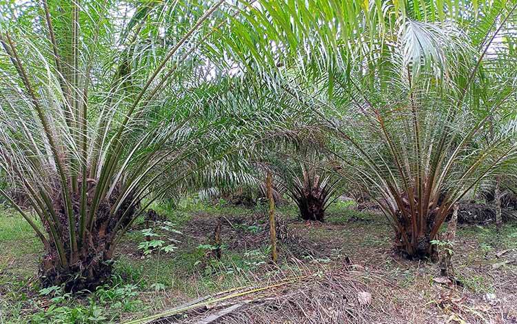Pemkab Barito Timur Siapkan Anggaran Rp8 Miliar untuk Lanjutkan Pengembangan Sawit Masyarakat