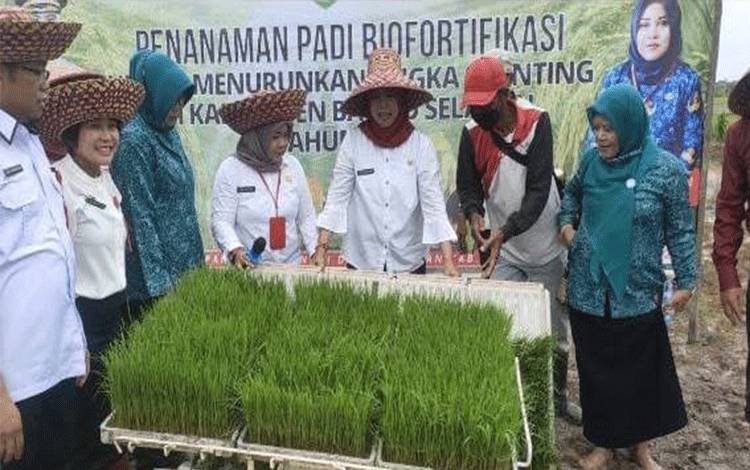 Pj Bupati Barito Selatan Tanam Perdana Padi Biofortifikasi