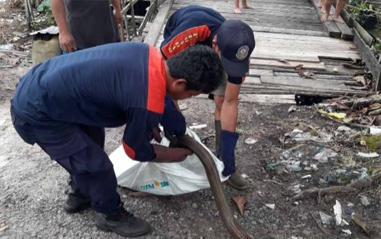 Tim Rescue Evakuasi Ular Kobra Sepanjang 3,5 Meter