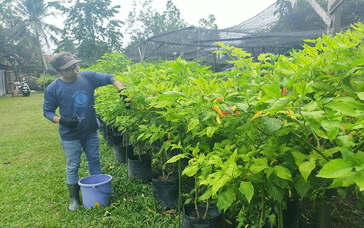 Harga Cabai Rawit Merah Turun, Rawit Hijau Naik