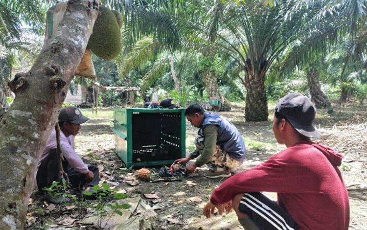 Selain Buaya, Warga Handil Sohor Juga Lapor Ada Beruang Berkeliaran
