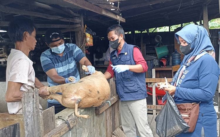 Tim Keswan Distan Kapuas Lakukan Pengambilan Spesimen Ternak Babi Milik Warga, Ini Tujuannya