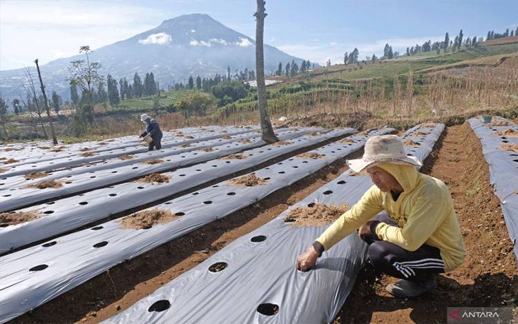 Akademisi Nilai Food Estate Penting Jaga Ketahanan Pangan Nasional