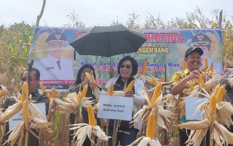 Pesan Bupati Gunung Mas Kepada Petani di Kelurahan Tumbang Rahuyan dan Sekitarnya