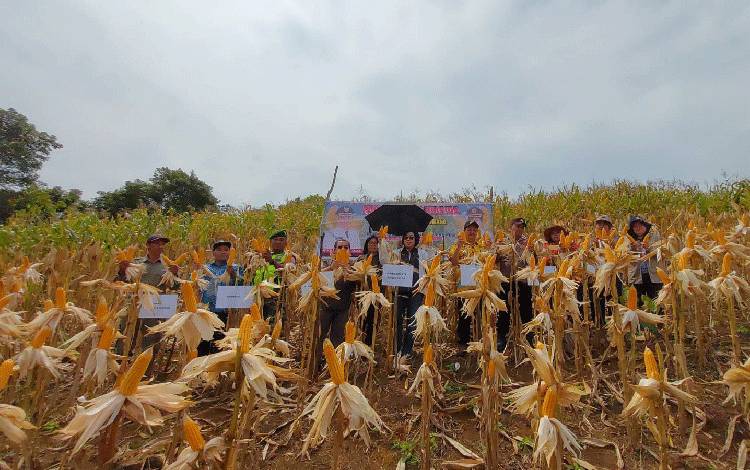 Diharapkan Budidaya Jagung Hibrida di Gunung Mas Terus Meningkat