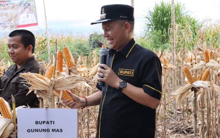 Pemkab Gunung Mas Konsisten Mengembangkan Jagung Hibrida