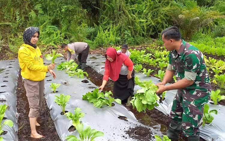 Poktan Marang Tatau Panen Aneka Sayur