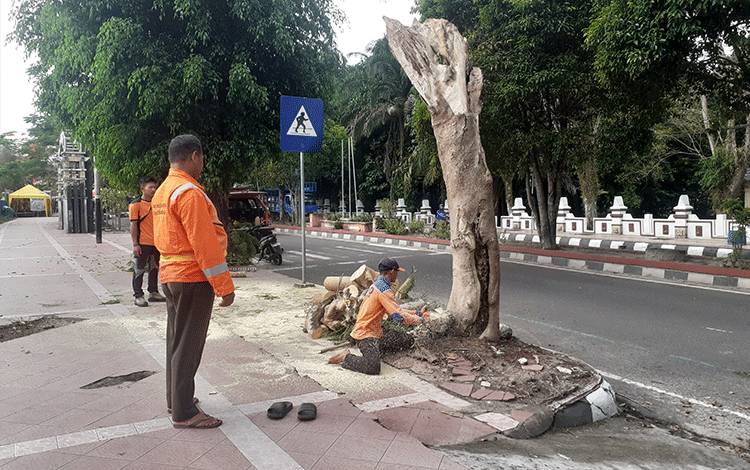 BPBD Lakukan Penanganan Pohon Tumbang Akibat Angin Kencang