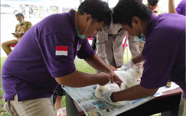 Vaksin 2 Kali Setahun untuk Cegah Penyebaran Rabies