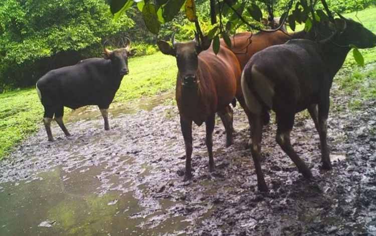 BKSDA Minta Perburuan Banteng Kalimantan Dihentikan