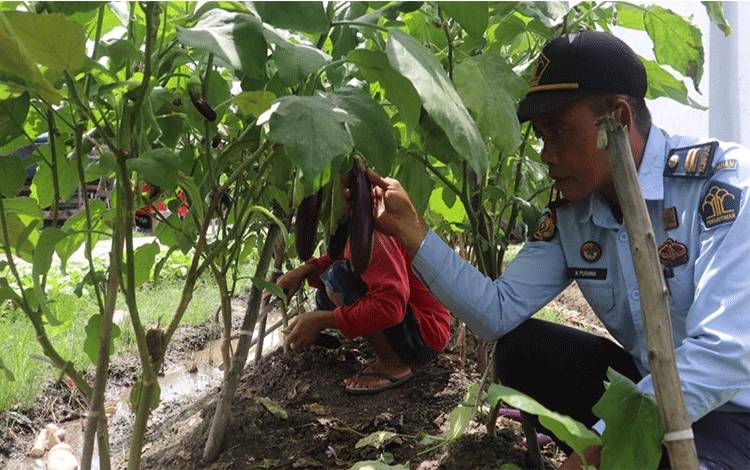 Budidaya Tanaman Terong WBP Rutan Kapuas Mulai di Panen