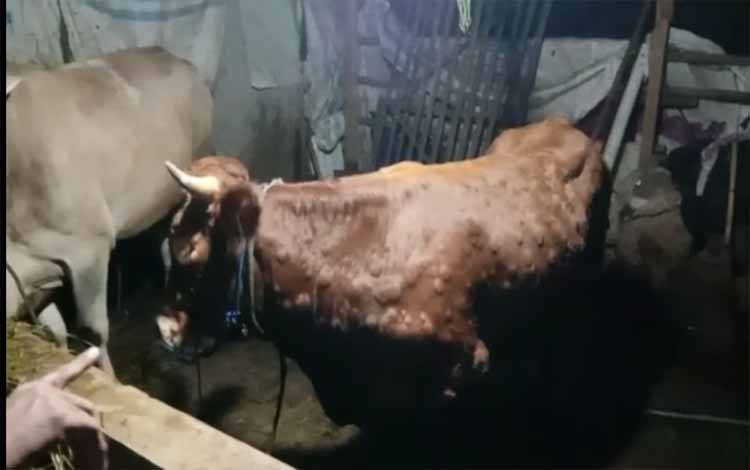 Ini Jumlah Kebutuhan Daging Sapi di Palangka Raya