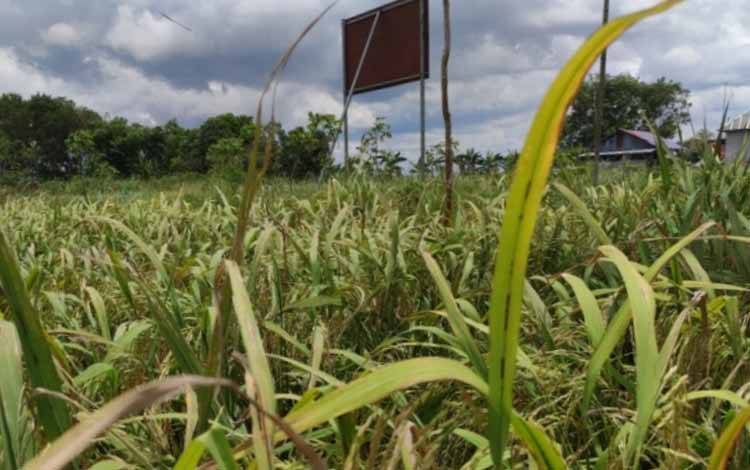 BI Kalteng Ingatkan Pentingnya Keamanan Pangan