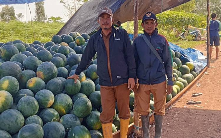 Manfaatkan Lahan 1,5 Hektare Hasilkan Semangka 40 Ton di Desa Pulau Kaladan