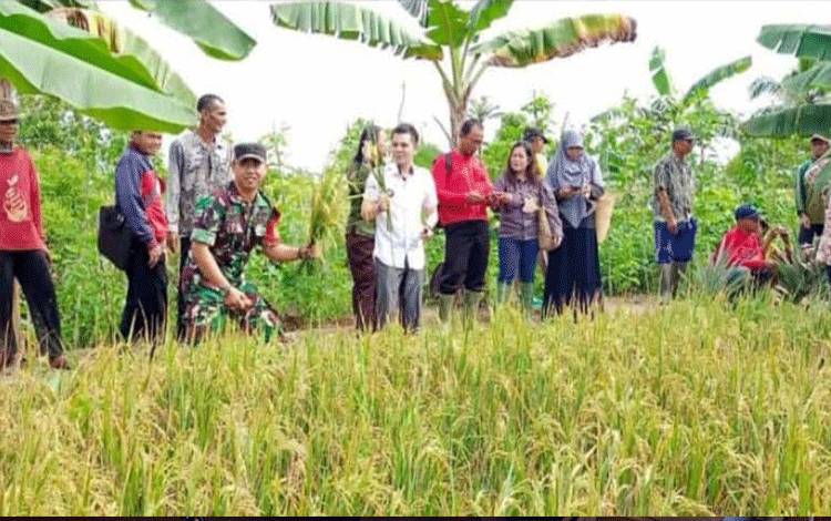 Kades Pulau Telo Baru Hadiri Panen Padi Unggul, Ini Harapannya