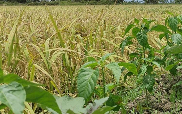 Ketahanan Pangan Miliki Peran Penting Selama Pandemi dan Perang