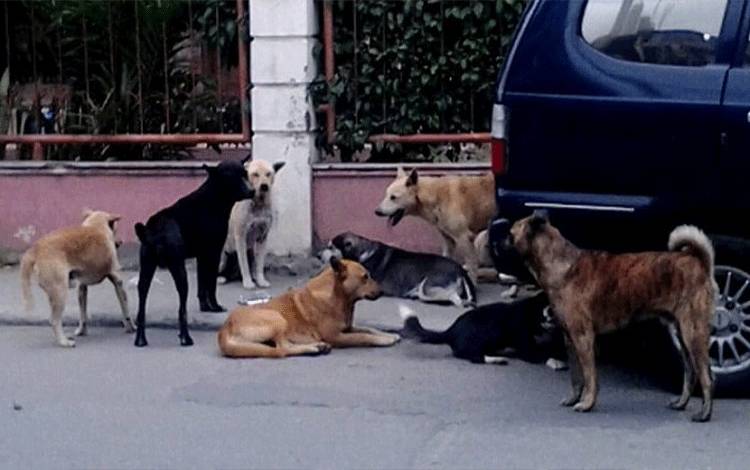 Warga Minta Pemkab Lamandau Tegas Berantas Anjing Liar