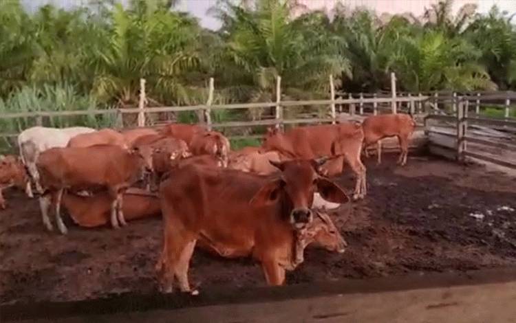 Pasokan Sapi untuk Palangka Raya Tiba pada 15 Februari