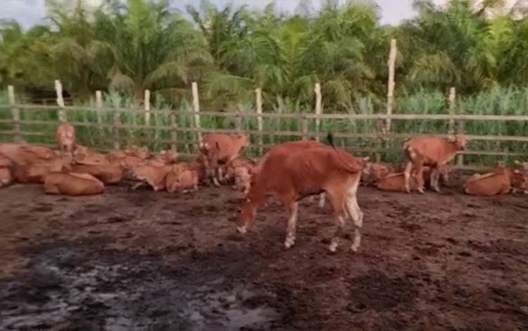 Sebanyak 40 Ekor Sapi dari Lamongan akan Dikirim ke Palangka Raya