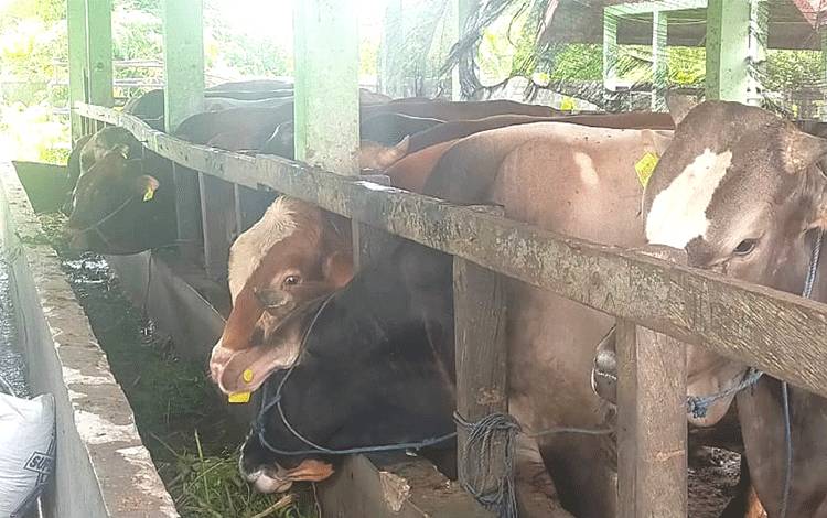 Penuhi Kebutuhan Daging Palangka Raya, 40 Ekor Sapi Didatangkan