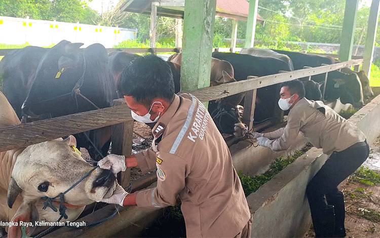Puskeswan Palangka Raya Lakukan Pemeriksaan Kesehatan Sapi dari Lamongan