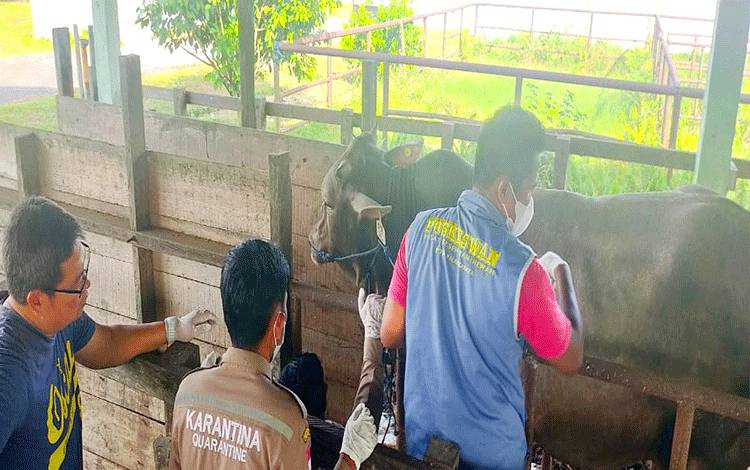 Kebutuhan Daging Sapi Segar di Palangka Raya Menurun