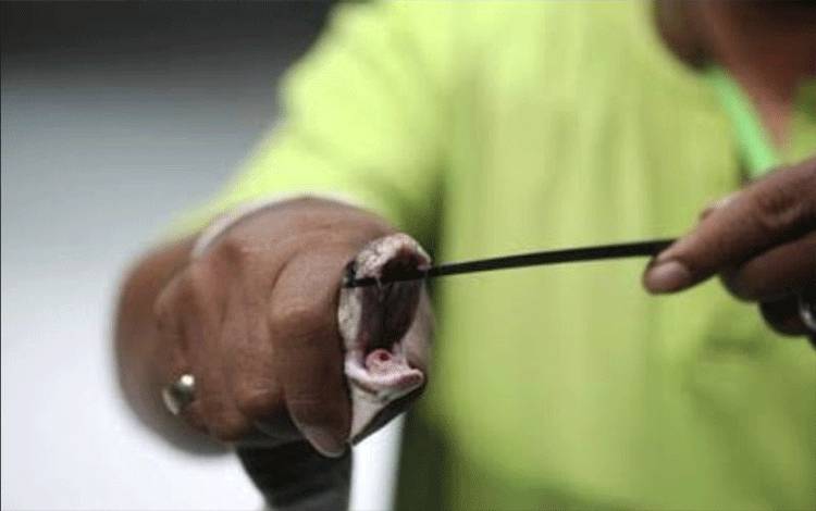 Kemenkes Penuhi Kebutuhan Antivenom Menuju RS Tingkat Provinsi