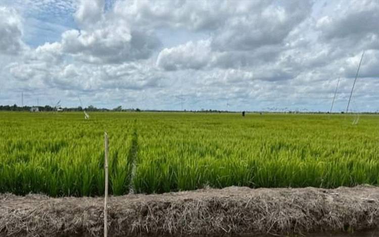 Program Food Estate Berikan Banyak Manfaat untuk Kesejahteraan Masyarakat