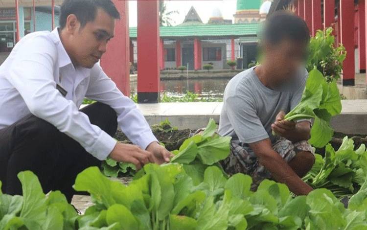 WBP Rutan Kapuas Panen Sayur Sawi
