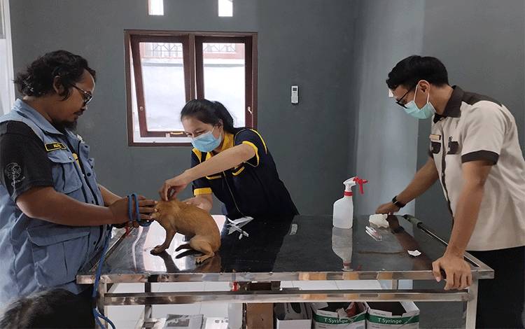 Warga Pastikan Pelayanan di Klinik Hewan Milik Pemko Palangka Raya Gratis