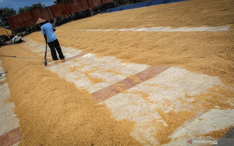 Posisi Petani Setelah Kenaikan HPP Gabah dan Beras