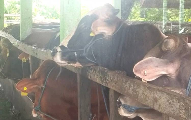 Bulog Siapkan 32 Ribu Ton Daging Kerbau Beku Penuhi Kebutuhan Masyarakat