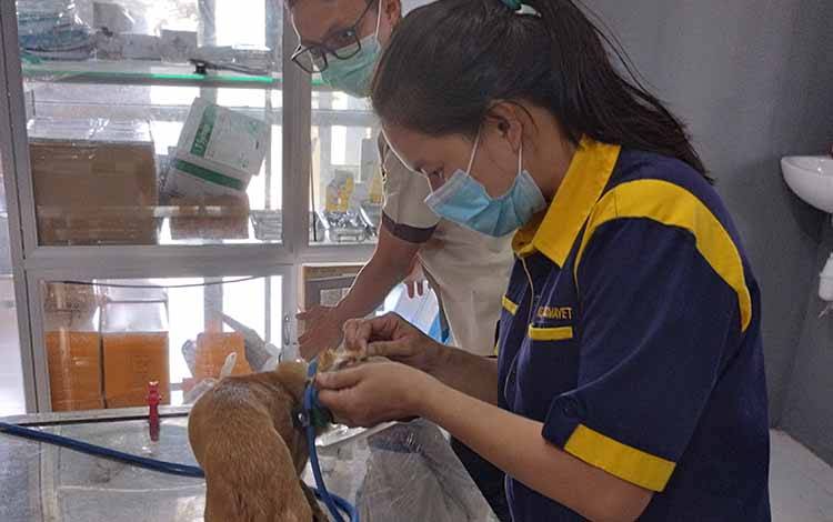 Sepuluh Ribu Vaksin Rabies Disediakan untuk Palangka Raya 2023