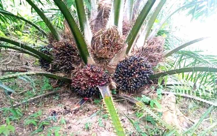 Anggota Komisi XI DPR-RI: Kelapa Sawit Menyumbang Devisa Sangat Besar