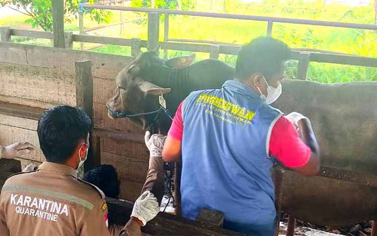 Bulan Maret, Pasokan Sapi akan Didatangkan Kembali Persiapan Bulan Puasa
