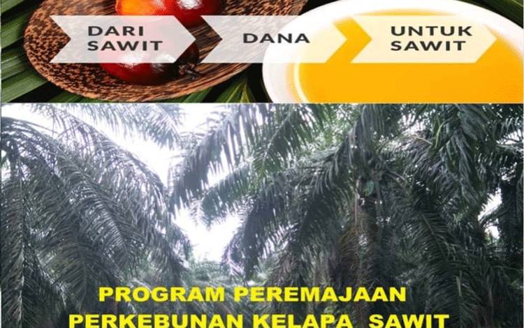 Ketua Umum Aspekpir Jelaskan Dampak Positif Pola Pengembangan PIR