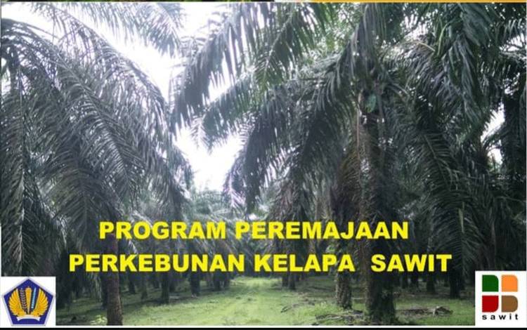 Dosen Kehutanan: Penting Bagi Indonesia untuk Kembangkan Kelapa Sawit Berkelanjutan