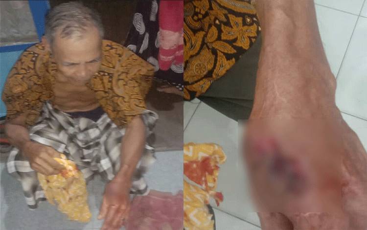 Heboh Kemunculan Buaya Dekat SMAN 1 MHS Samuda hingga Serang Warga