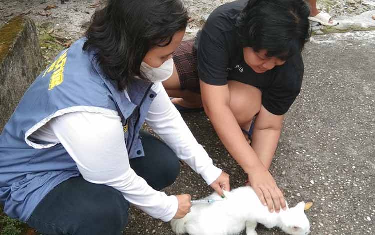 Vaksinator Rabies Diminta Waspadai Penyakit Parvo dan Distemper