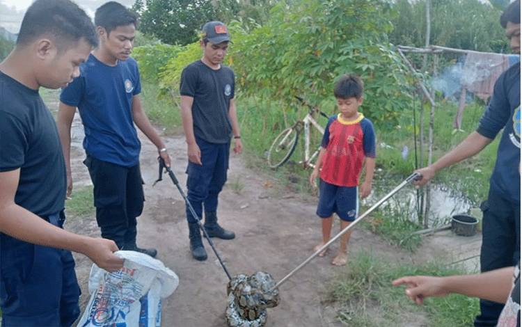 Tim Rescue Damkar Seruyan Evakuasi Ular Piton Batik dari Pemukiman Warga