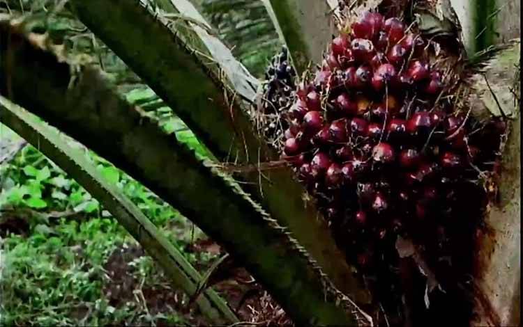 Kegiatan BPDPKS di Palangka Raya Sampaikan Kebaikan Sawit