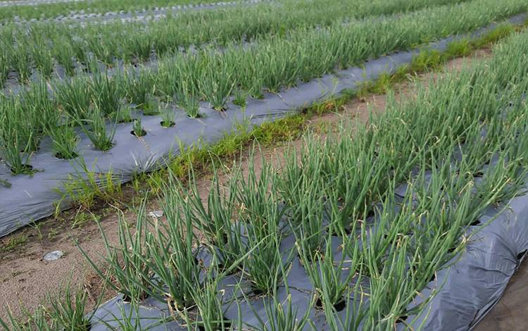 Petani Bawang Merah di Kotim Perlu Pelatihan Khusus