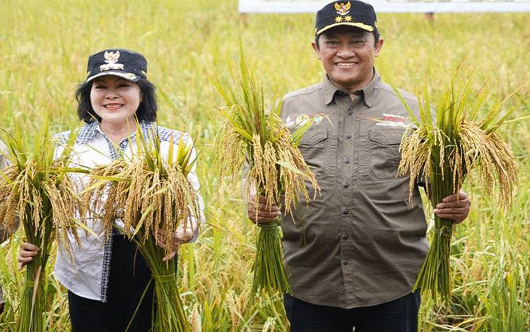 Panen Nusantara di Pulang Pisau Meningkatkan Kontribusi Ketahanan Pangan