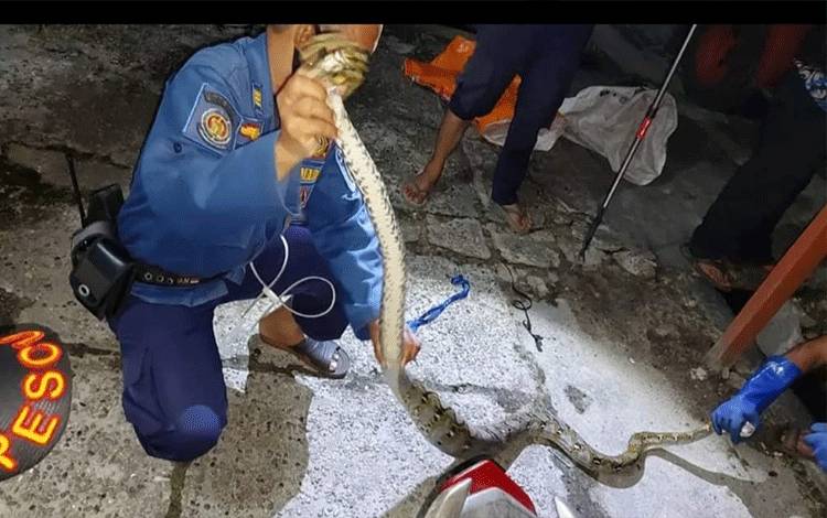 Recue Damkar Palangka Raya Evakuasi Ular Piton Pemangsa Ayam