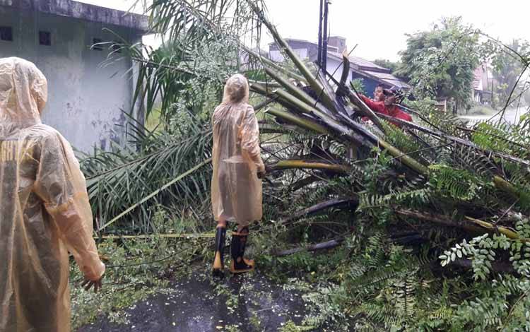 Tim Call Center 112 Evakuasi Pohon Tumbang