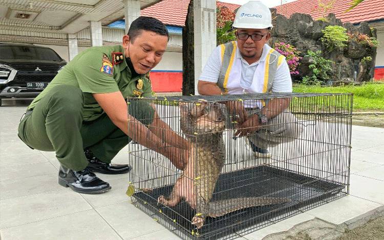 BKSDA Kotim Terima Trenggiling Ditemukan di Atas Kapal