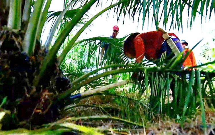 Mentan SYL Sebut Perkebunan Sawit Selalu Jadi Modal Dasar Perkokoh Ekonomi Saat Pandemi